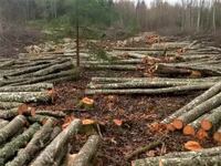 Birzites wood ltd, SIA